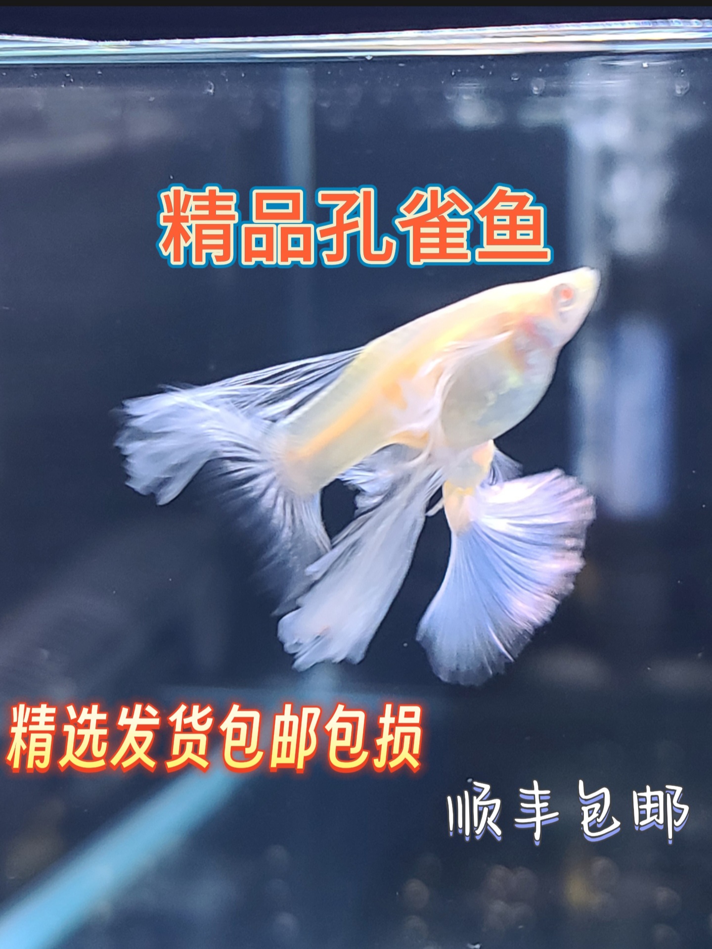 蓝白蝶翼大c绣球观赏鱼孔雀鱼淡