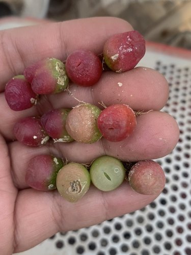 彩色毛汉尼番杏肉锥花属吸甲醛辐射园艺品种盆栽多肉植物马哈尼