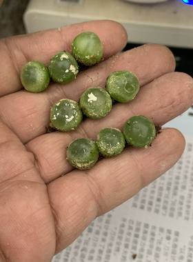 拉登肉锥拉丁名Conophytum ratum编号SH1200番杏科稀有多肉植物