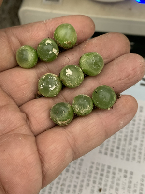 拉登肉锥拉丁名Conophytum ratum编号SH1200番杏科稀有多肉植物