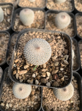 月世界仙人球Epithelantha micromeris白色珍稀有小型种开花母本