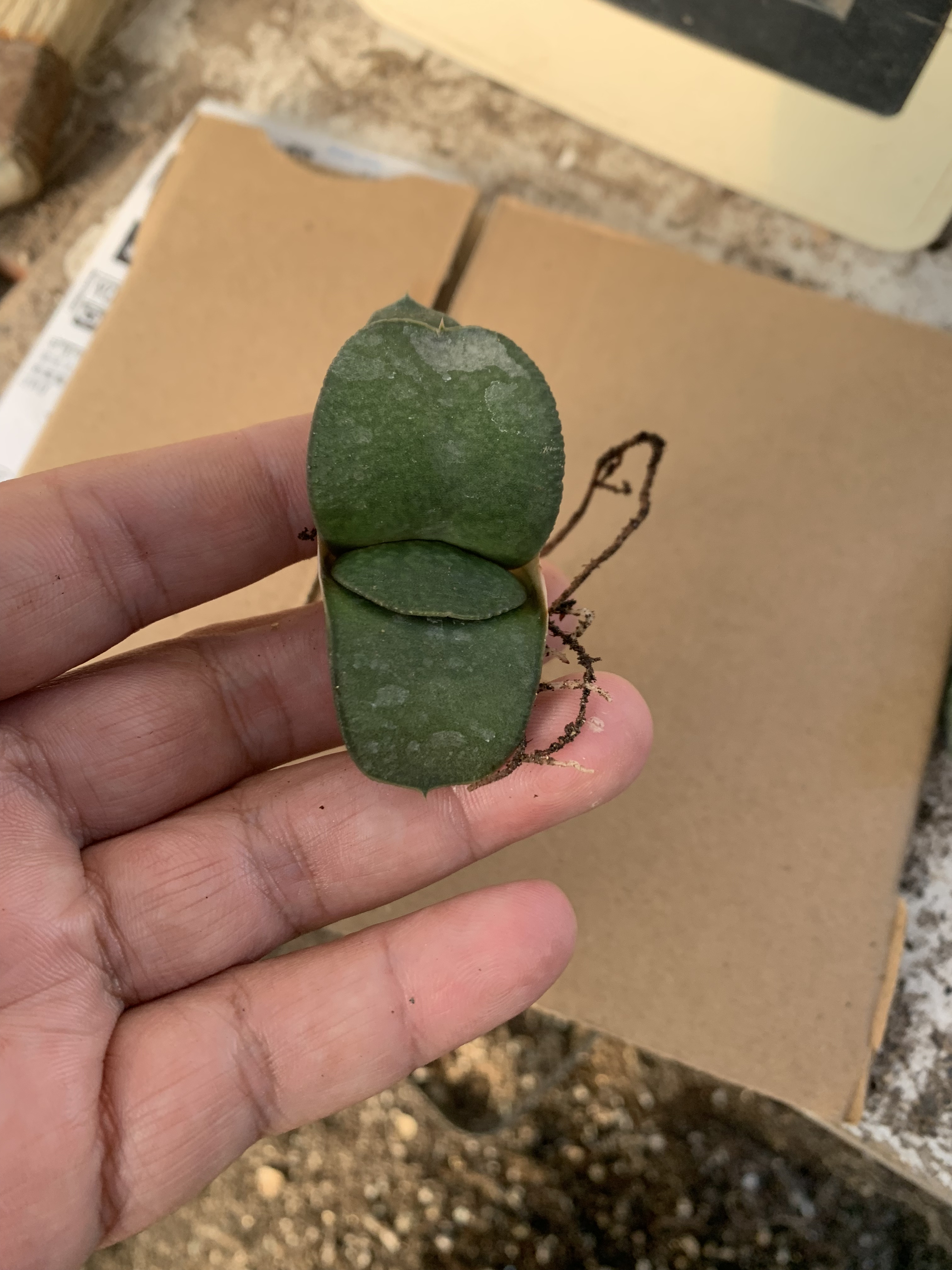 实生大型卧牛Gasteria nitida var阿福花科鲨鱼掌属珍稀多肉植物