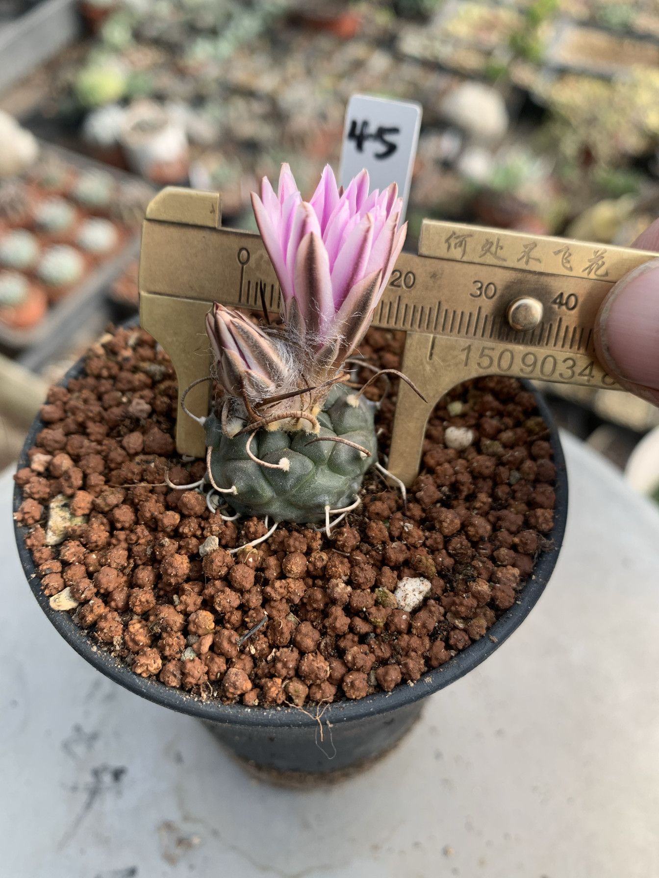 赤花乌城丸Turbinicarpus schmiedickeanus ssp.实生娇丽属仙人球