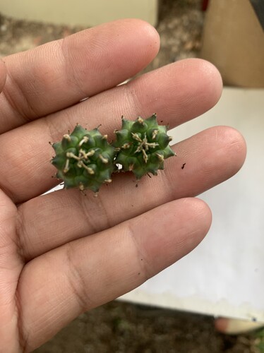 安德森单刺娇丽籽播实生Turbinicarpus andersonii小型种仙人球