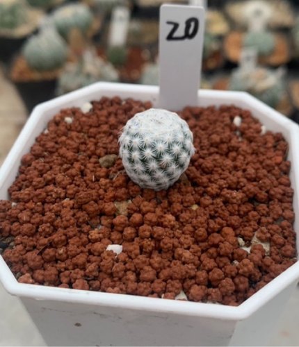 白鸟Mammillaria herrerae日系大玉籽播实生赤花可爱无刺仙人球
