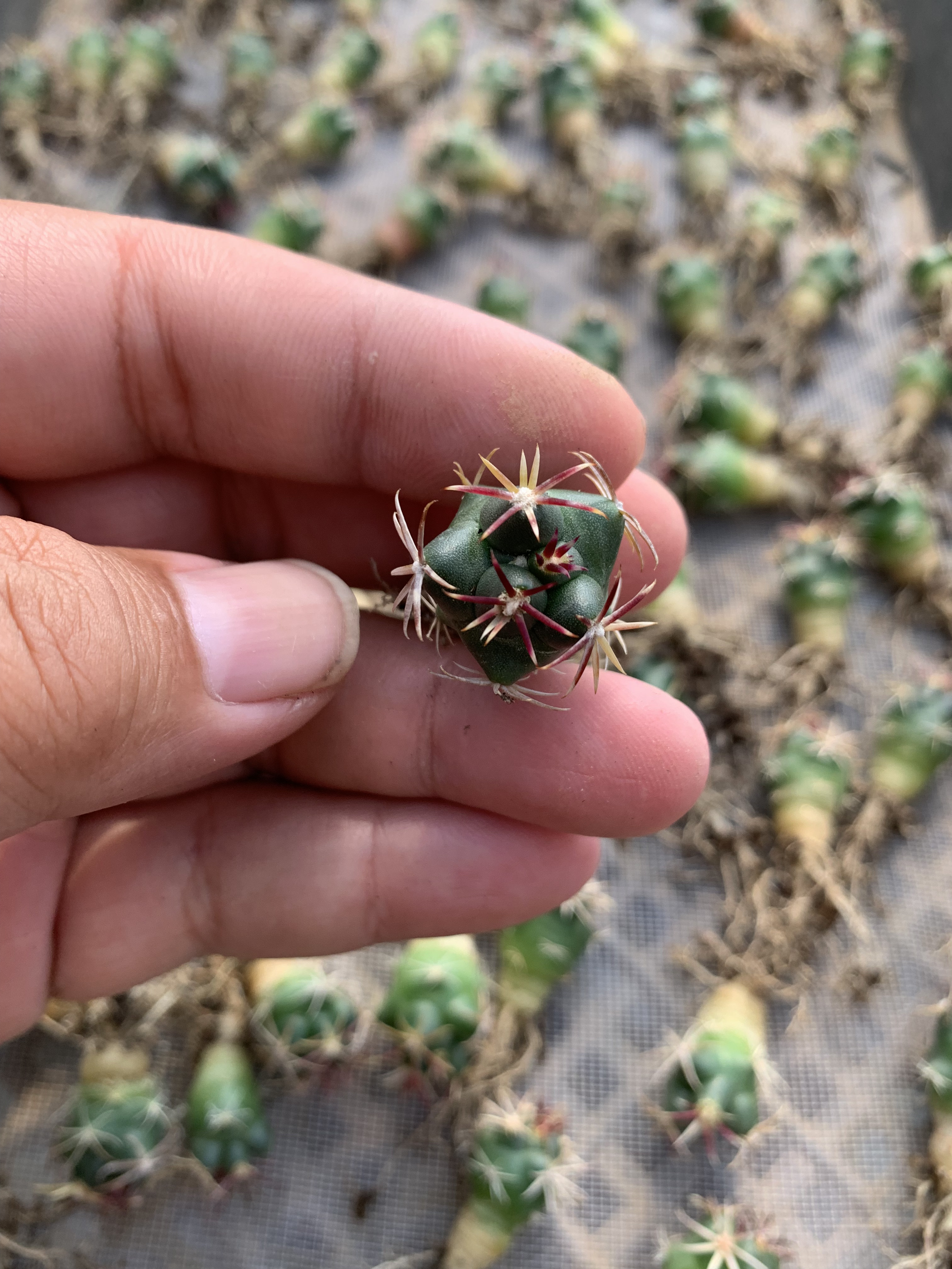 大红鹰仙人球Thelocactusheterochromus仙人掌瘤玉属实生强刺赤花