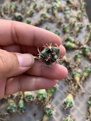 大红鹰仙人球Thelocactusheterochromus仙人掌瘤玉属实生强刺赤花