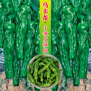 马卡龙小皱皮辣椒种子春季