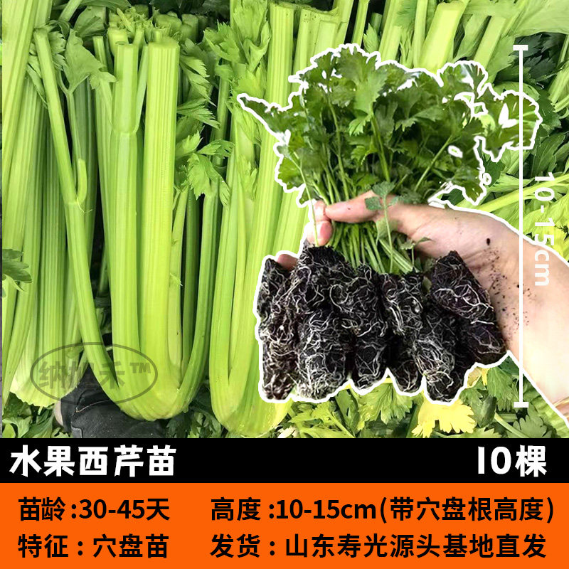 四季水果芹菜苗秧小香老品