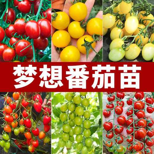 梦想绿色小番茄种子苗秧樱