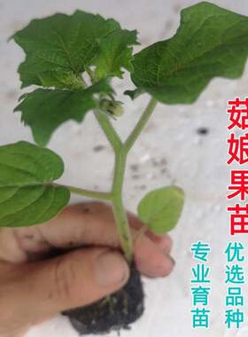 菇娘果苗秧姑树盆栽四季特