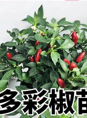 多彩迷你辣椒菜秧苗四季阳