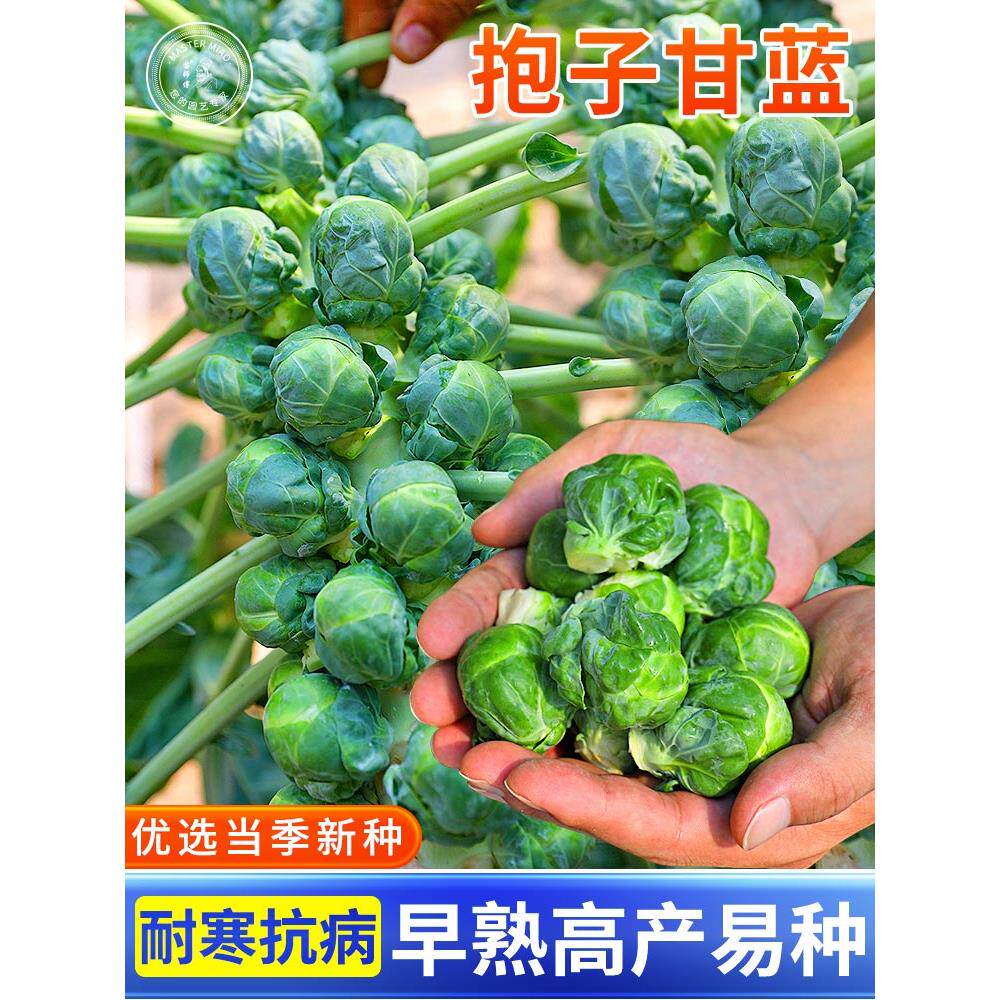 抱子甘蓝种孢蔬菜紫包卷心
