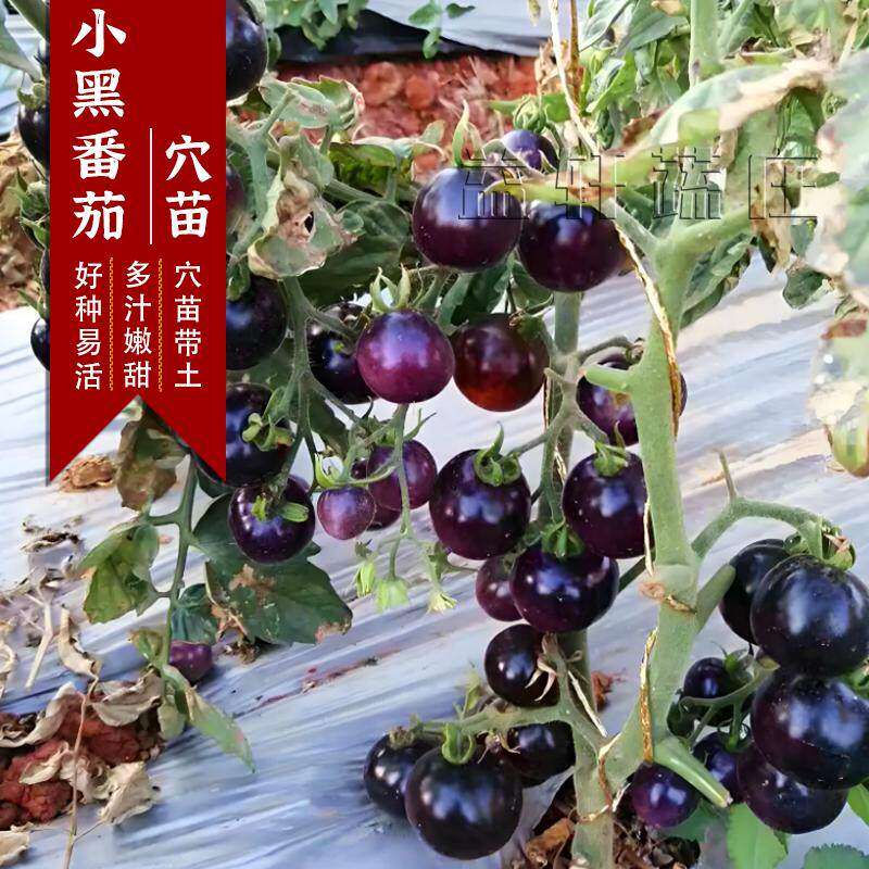 黑珍珠番茄秧苗贝四季阳台