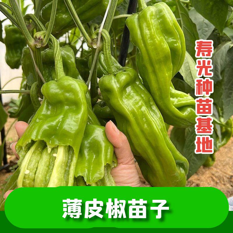 薄皮辣椒苗辣椒种子泡椒苗子皱皮辣椒苗皱皮椒薄皮辣椒秧薄皮椒苗