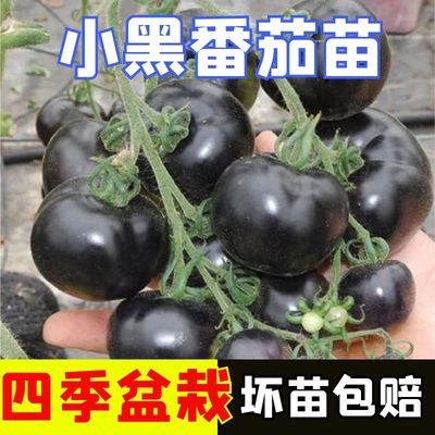 正宗黑番茄苗子阳台盆栽