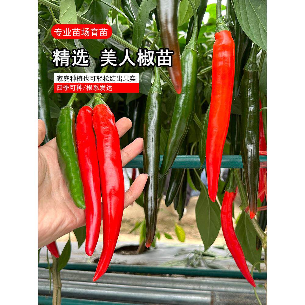 寿光香辣美人椒苗秧带士球