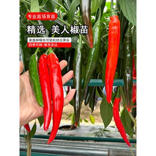 寿光香辣美人椒苗秧带士球四季春秋盆栽辣椒树苗海椒种子青红线