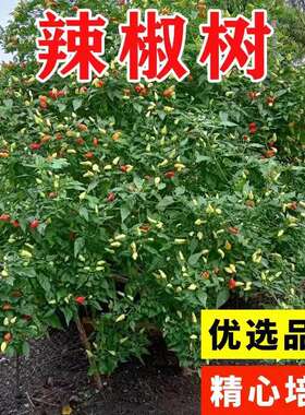 一年四季辣椒树盆栽苗巨型