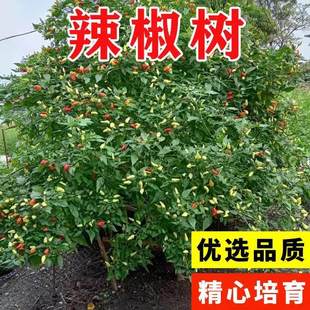 一年四季辣椒树盆栽树苗巨型大型多年生老桩食用广东高产辩辨秧苗