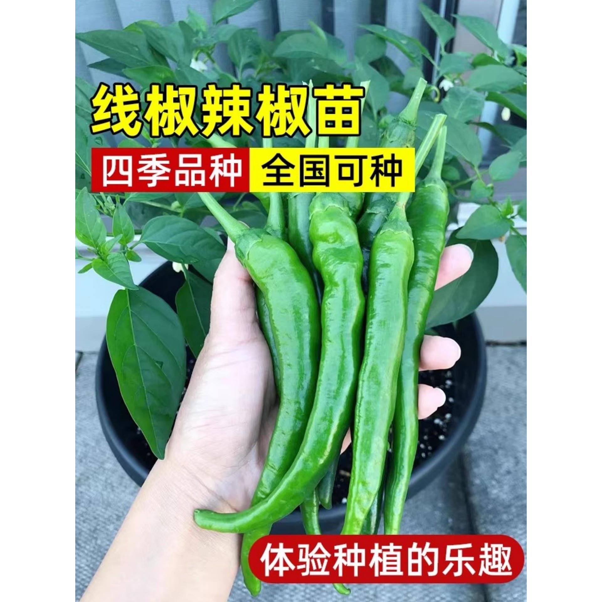 线椒种籽辣苗秧薄皮杭子阳