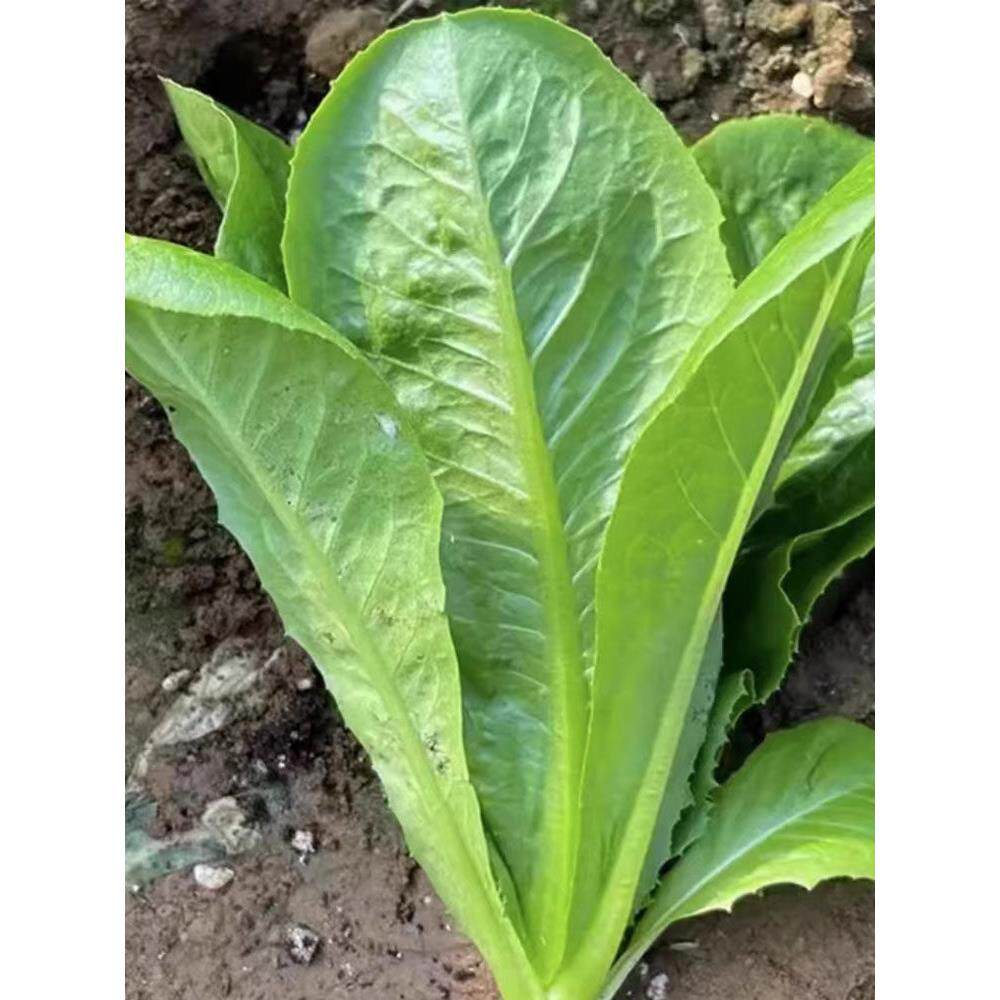 孔雀菜种籽生吃脆甜高营养