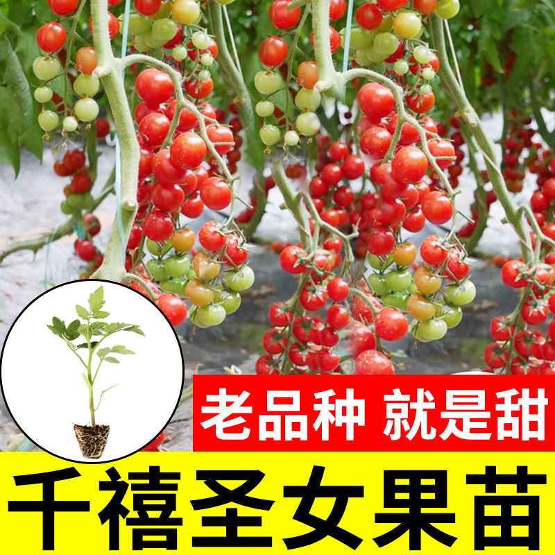 千禧圣女果苗盆栽水小番茄