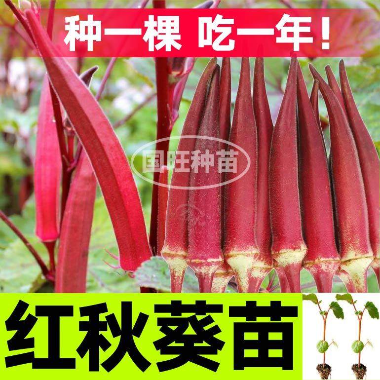 不易老红秋葵苗秧带土球水