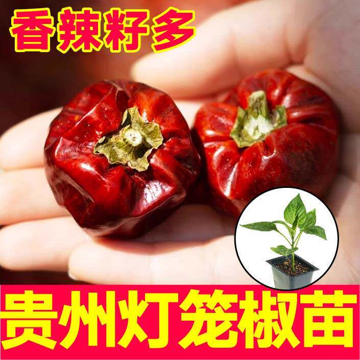 微辣特香贵州灯笼椒苗秧带土球特辣红小米辣魔鬼椒美人椒辣椒种子