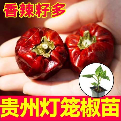 微辣特香贵州灯笼椒苗秧带