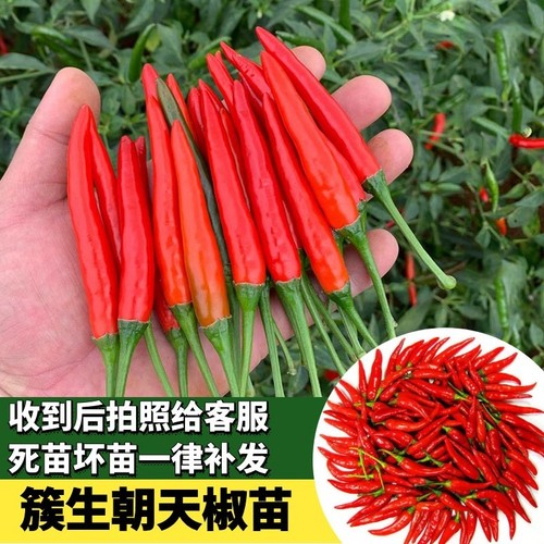 朝天椒辣椒苗小米椒苗种子秧苗子蔬菜苗幼苗菜苗四季盆栽阳台专用