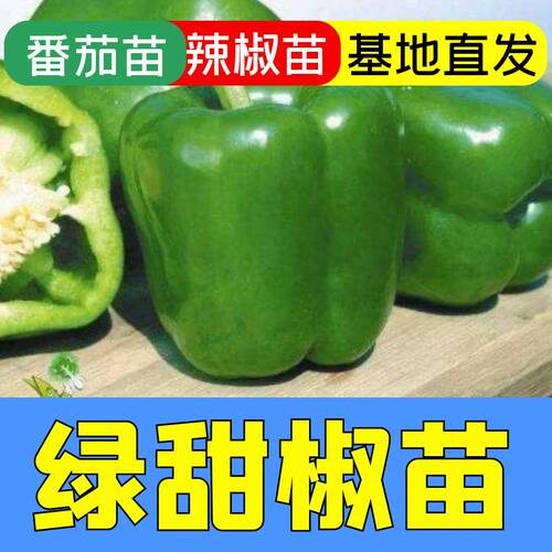 绿甜椒苗子绿甜椒秧苗四季蔬菜苗