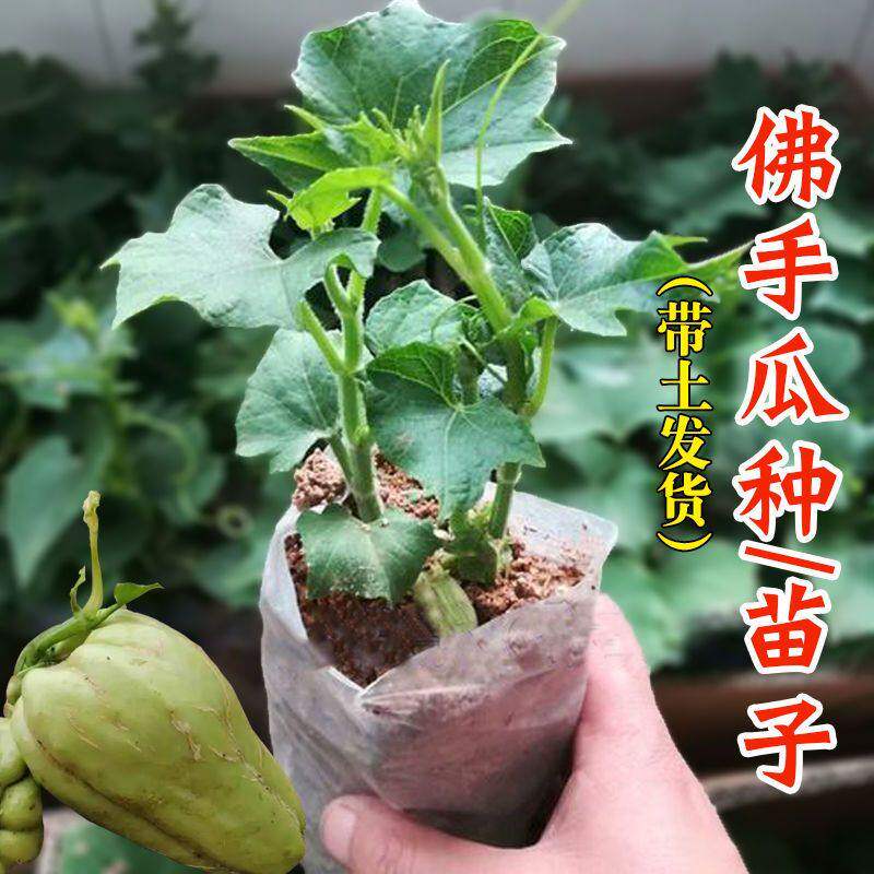 佛手瓜种苗籽带芽扶四季秧