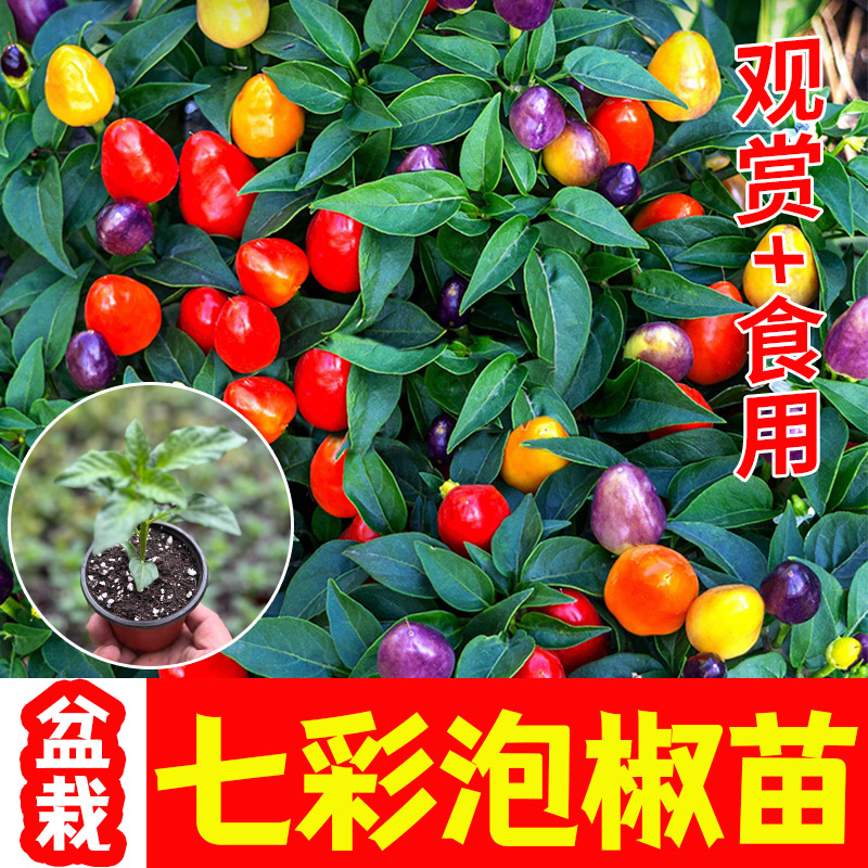 盆栽七彩泡椒苗可食用观赏