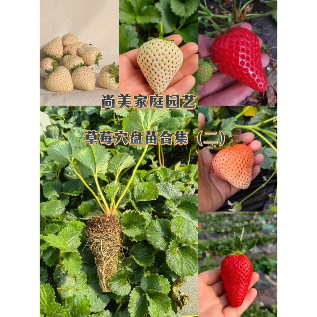 草莓苗阳台种植白红粉穴盘