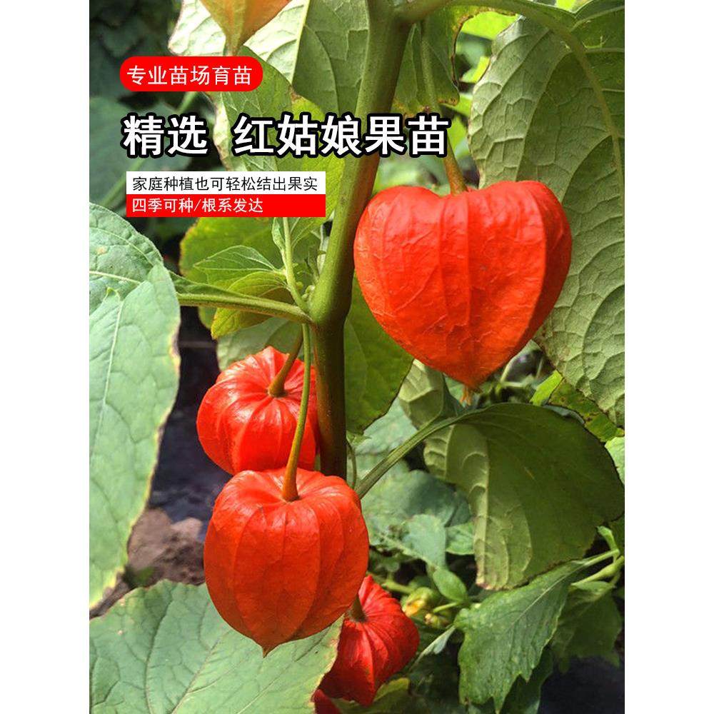 优质红姑娘果苗纯甜大寿光