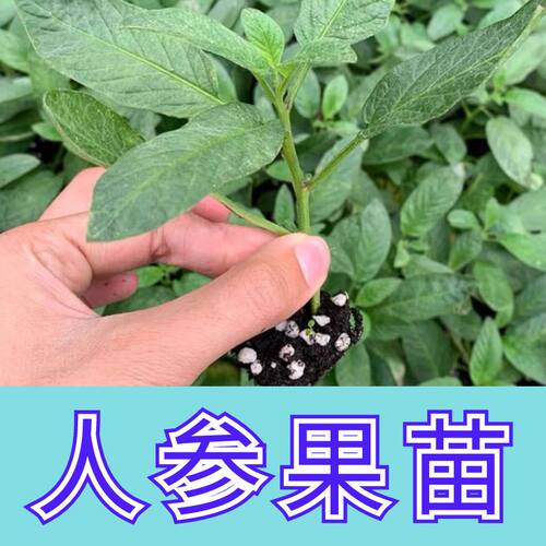 人参果苗秧长寿紫茄果人生果籽盆栽大苗当年结果南北方种植试种
