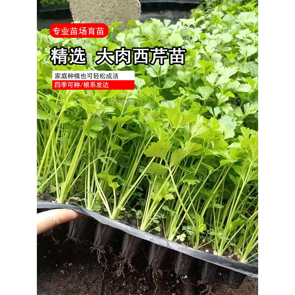 耐寒西芹苗小香子菜种四季