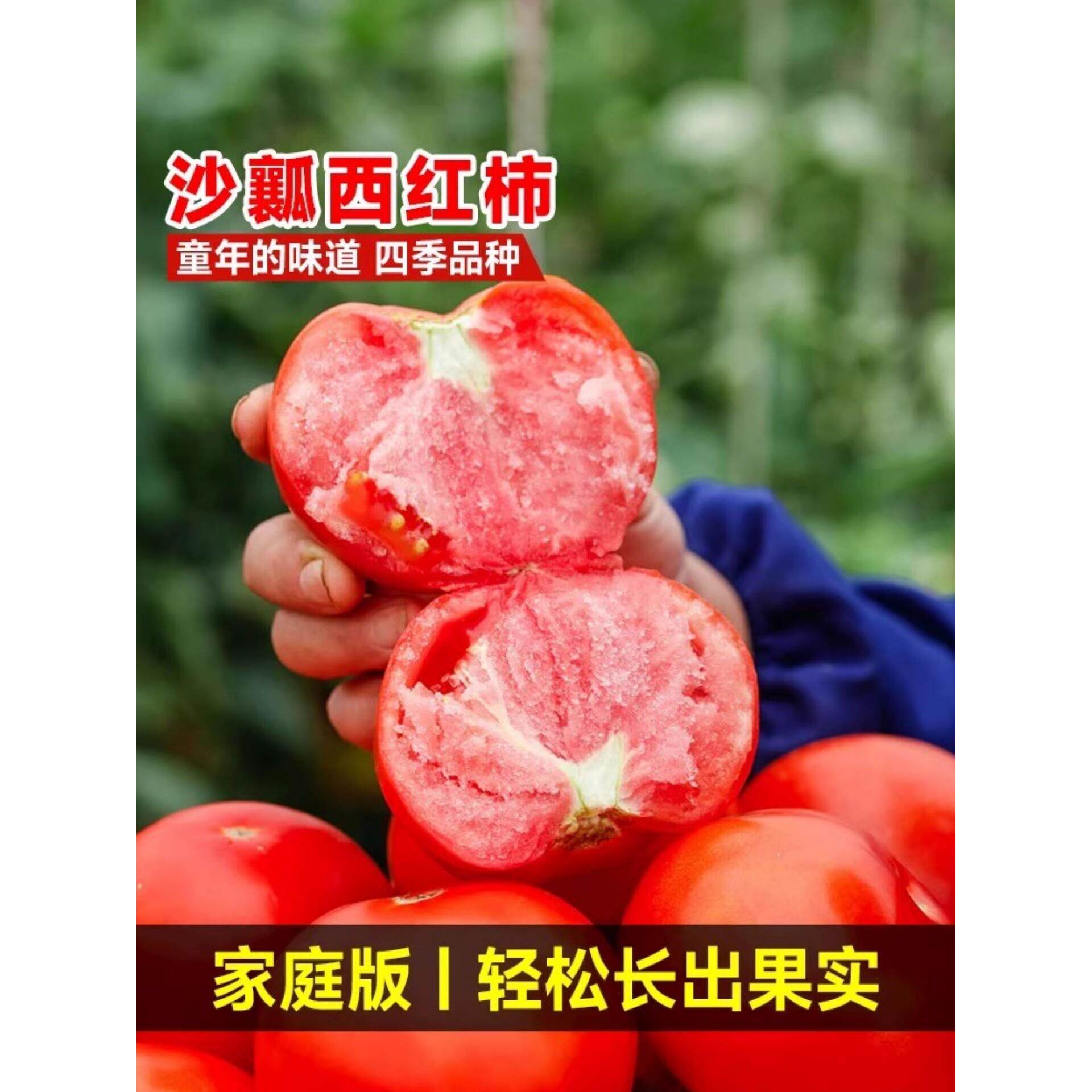 沙瓤西红柿种孑秧苗普罗旺
