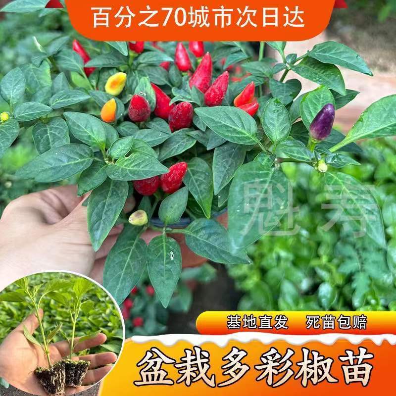 寿光七彩小尖椒多五辣种子
