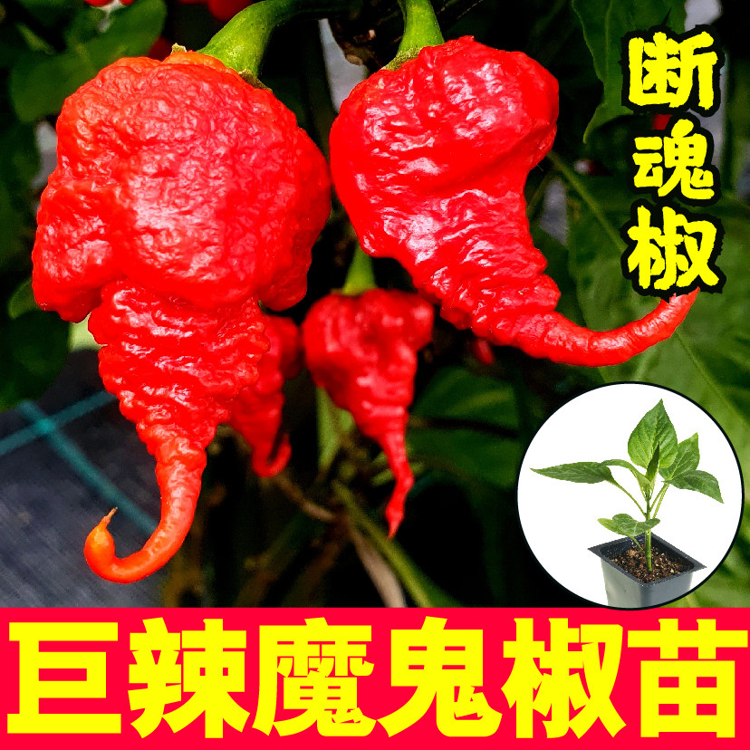 特辣巨魔鬼椒苗印度断魂红