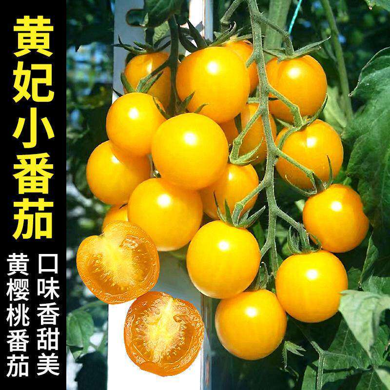日本黄妃小番茄种苗黄圣女果千禧樱桃西红柿种籽盆栽蔬菜苗孑