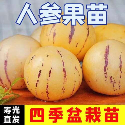 人参果苗子人参果秧苗四季蔬菜苗