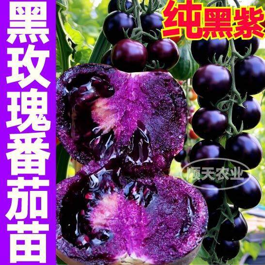 寿光黑紫色玫瑰番茄苗秧爆