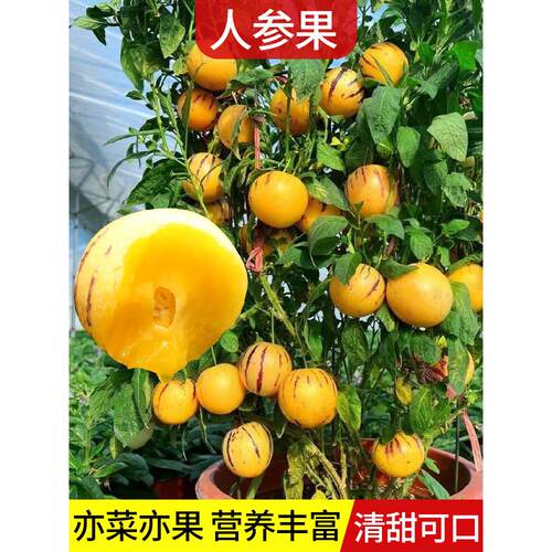 人参果生孑树苗水种子盆栽