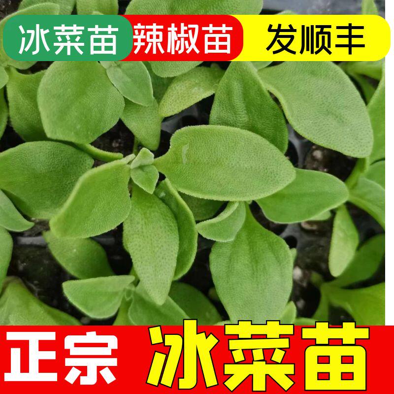 冰菜苗冰菜专用肥料冰菜盆栽冰菜秧苗四季阳台室内室外蔬菜院子苗