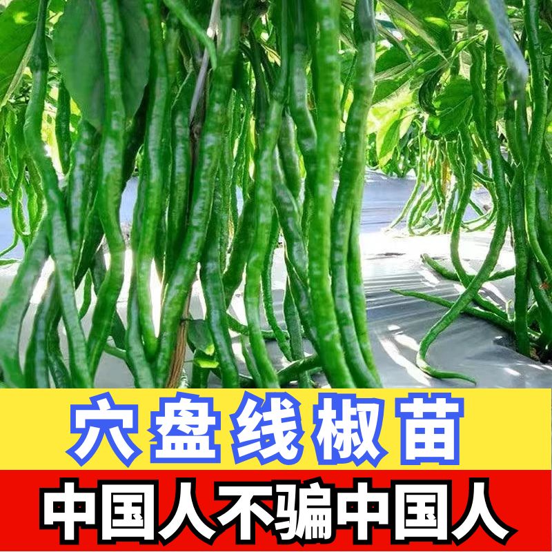穴盘蔬菜苗四季阳台室内室外高产