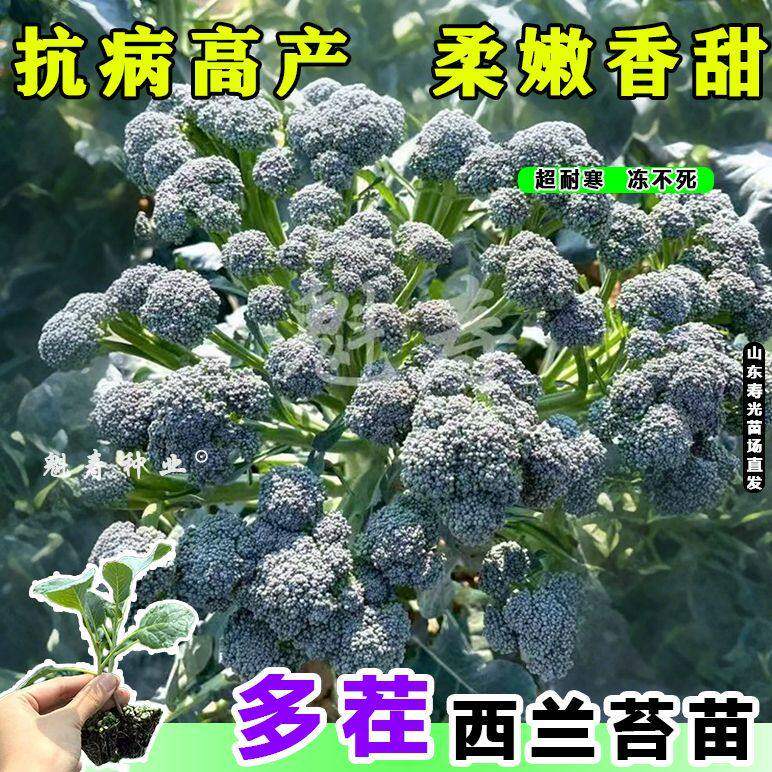 正宗西兰苔苗秧蓝花芥洋四