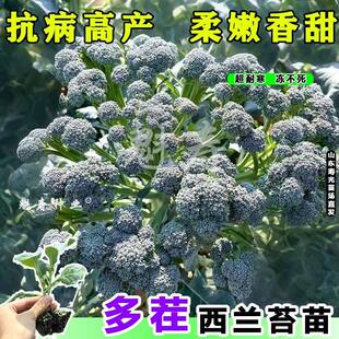 正宗西兰苔苗秧苗西蓝花芥蓝苗西洋芥兰苗四季菜园庭院秋冬季种植