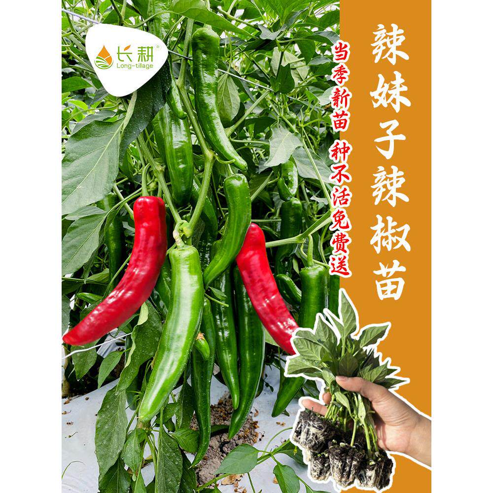 超辣妹子椒种苗青红干籽孑